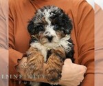 Small #3 Bernedoodle (Miniature)