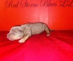 Small #2 American Bully