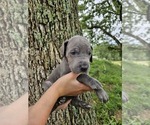 Small #13 Great Dane