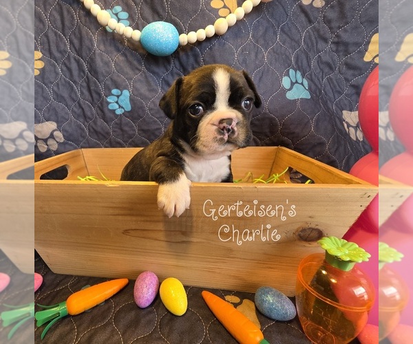 Medium Photo #1 Boston Terrier Puppy For Sale in NEWBURGH, IN, USA