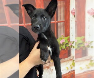 Labrador Retriever-Unknown Mix Dogs for adoption in San Bernardino, CA, USA