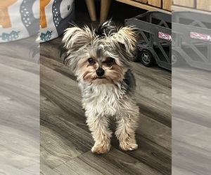 Father of the Morkie puppies born on 09/01/2026