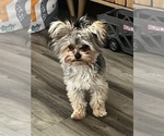 Small Photo #1 Morkie Puppy For Sale in PLAINFIELD, IL, USA