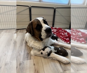 Mother of the Saint Bernard puppies born on 05/19/2026
