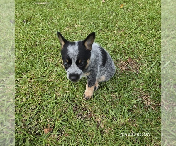Medium Photo #3 Australian Cattle Dog Puppy For Sale in LAURINBURG, NC, USA