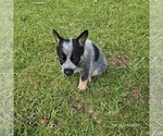 Small Photo #2 Australian Cattle Dog Puppy For Sale in LAURINBURG, NC, USA