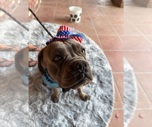Medium Photo #3 Mutt Puppy For Sale in Goodyear, AZ, USA