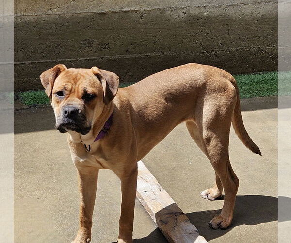Medium Photo #3 Bull-Boxer Puppy For Sale in Chicago, IL, USA