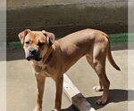 Small #2 Bull-Boxer