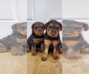 Airedale Terrier Puppy for sale in FIRTH, ID, USA