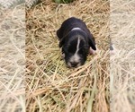 Small Photo #4 Aussiedoodle Puppy For Sale in MONMOUTH, OR, USA