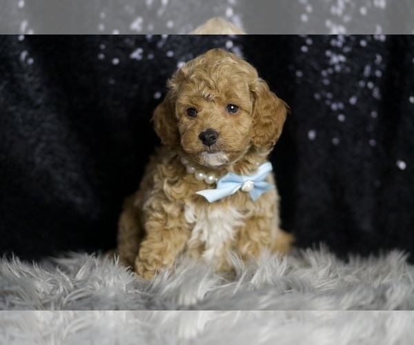 Medium Photo #7 Goldendoodle (Miniature) Puppy For Sale in WARSAW, IN, USA