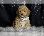 Small #6 Goldendoodle (Miniature)