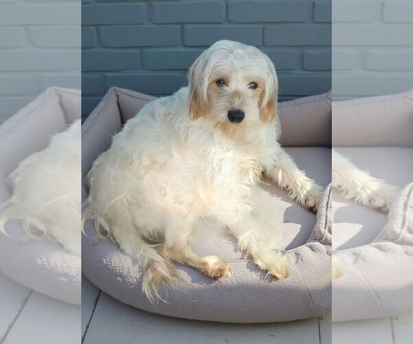 Medium Photo #1 Maltese-Unknown Mix Puppy For Sale in Pasadena, CA, USA