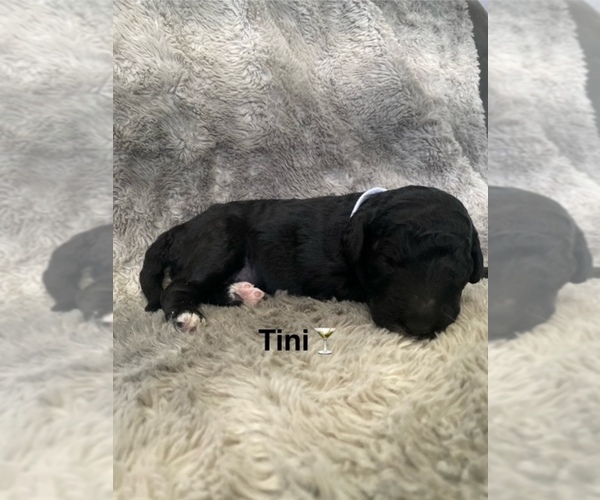 Medium Photo #7 Labradoodle Puppy For Sale in WILTON, CA, USA