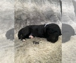Small #6 Labradoodle