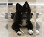 Small Photo #9 Huskimo Puppy For Sale in SEBRING, FL, USA