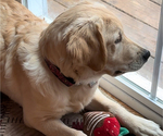 Small Photo #2 Golden Retriever Puppy For Sale in MEDFORD, NY, USA