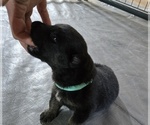 Puppy Puppy 6 German Shepherd Dog