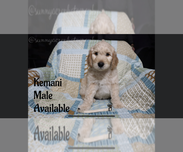 Medium Photo #4 Goldendoodle Puppy For Sale in GR, MI, USA