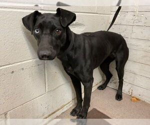 Labrador Retriever-Unknown Mix Dogs for adoption in San Bernardino, CA, USA