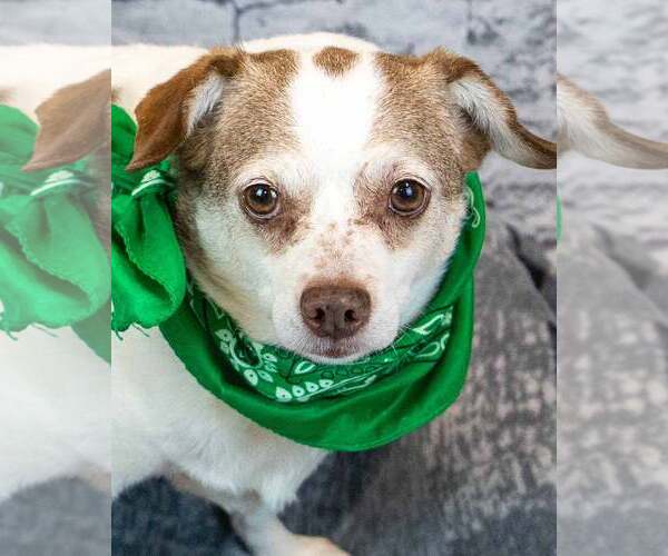 Medium Photo #1 Chihuahua-Unknown Mix Puppy For Sale in Kennesaw, GA, USA