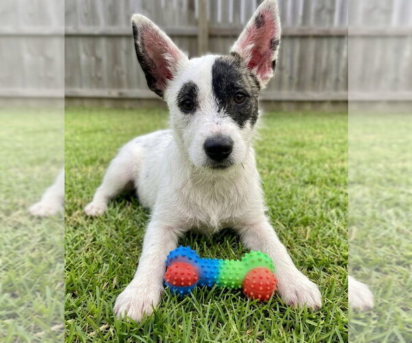Medium Photo #2 Jack Russell Terrier-Unknown Mix Puppy For Sale in Grovertown, IN, USA