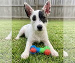 Small #1 Jack Russell Terrier Mix