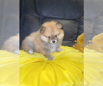 Small Pomeranian