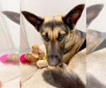 Small German Shepherd Dog Mix