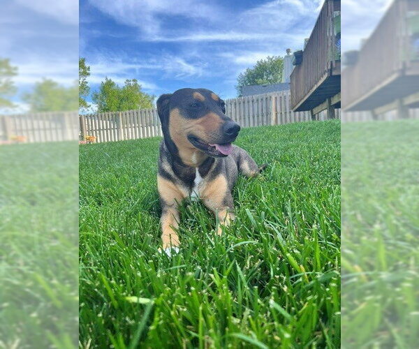 Medium Photo #2 Mutt Puppy For Sale in Lee's Summit, MO, USA