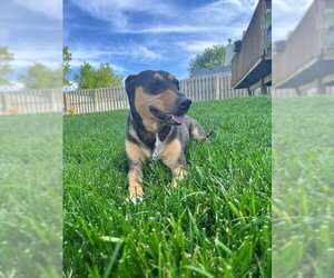 Mutt Dogs for adoption in Lee's Summit, MO, USA