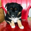 Small Photo #1 Australian Shepherd Puppy For Sale in ZWINGLE, IA, USA
