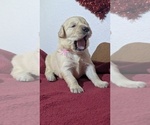 Small Photo #7 Golden Retriever Puppy For Sale in MODESTO, CA, USA