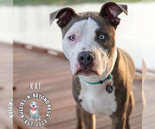 Medium Photo #8 American Pit Bull Terrier-American Staffordshire Terrier Mix Puppy For Sale in Omaha, NE, USA