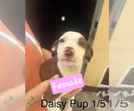 Small #5 English Springer Spaniel-Pointer Mix