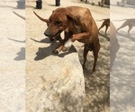 Small Photo #154 Rhodesian Ridgeback Puppy For Sale in MORONGO VALLEY, CA, USA