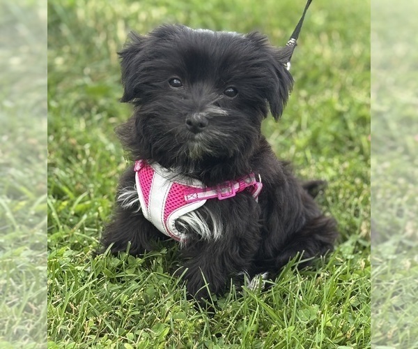 Medium Photo #4 Morkie Puppy For Sale in ROCK STREAM, NY, USA