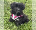Small #3 Morkie