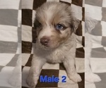 Small Photo #11 Australian Shepherd Puppy For Sale in ROY, UT, USA