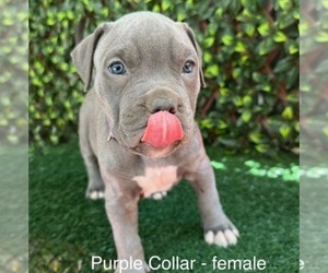 American Bully Puppy for sale in INDIAN TRAIL, NC, USA