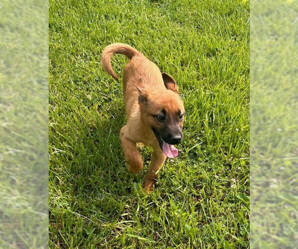 Medium Photo #1 German Shepherd Dog-Unknown Mix Puppy For Sale in Aurora, IN, USA