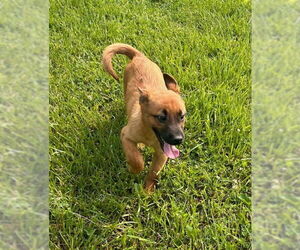 German Shepherd Dog-Unknown Mix Dogs for adoption in Aurora, IN, USA