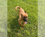 Small German Shepherd Dog Mix