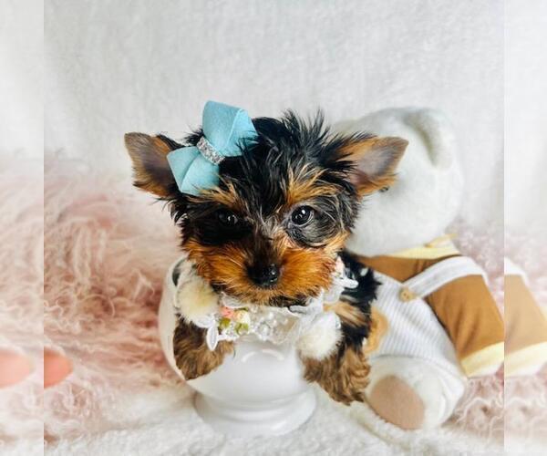 Medium Photo #9 Yorkshire Terrier Puppy For Sale in TAMPA, FL, USA