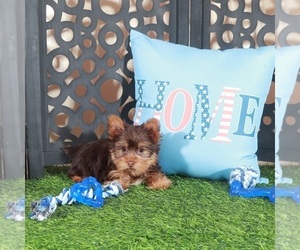 Yorkshire Terrier Puppy for sale in MOUNT VERNON, OH, USA