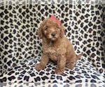 Small #7 Goldendoodle (Miniature)