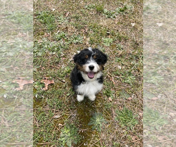 Medium Photo #3 Miniature Bernedoodle Puppy For Sale in PETERSBURG, VA, USA