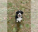 Small #2 Miniature Bernedoodle