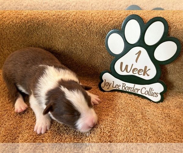 Medium Photo #1 Border Collie Puppy For Sale in GIDDINGS, TX, USA